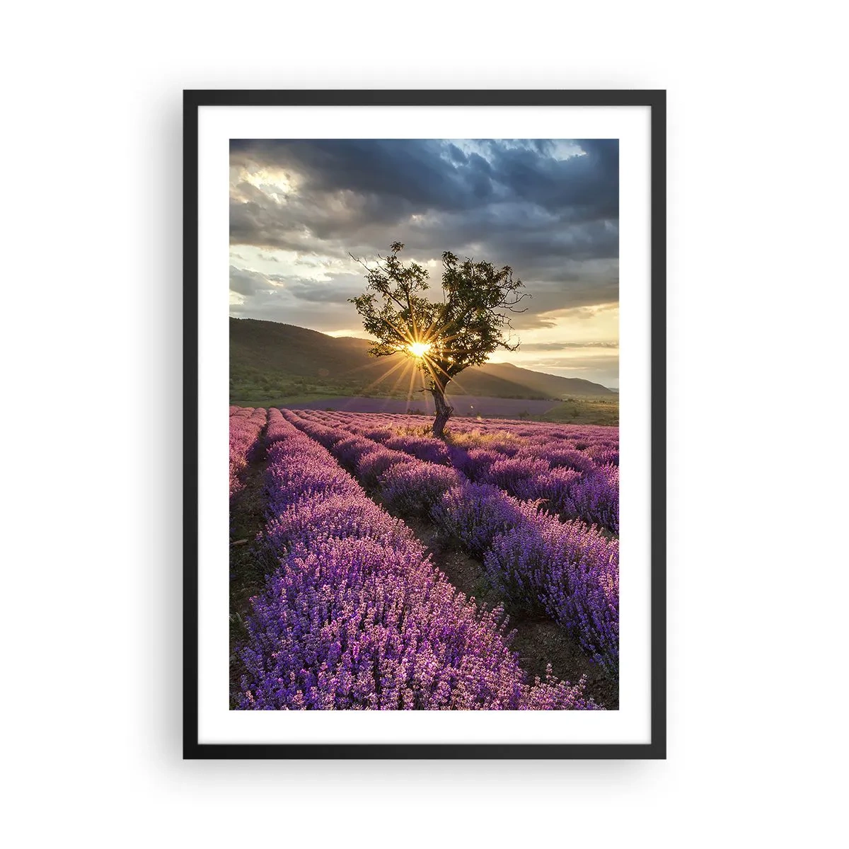 Plakát v černém rámu - Levandulové pole s osamělým stromem a západem slunce - 50x70cm - Aroma v barvě lila - Moderní nástěnná dekorace do obývacího pokoje a ložnice ARTTOR