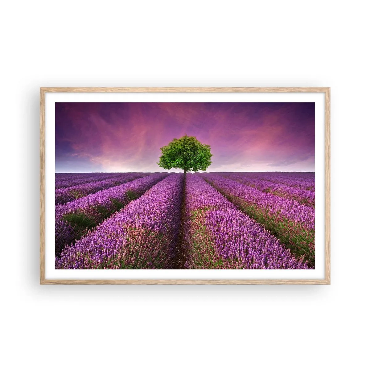 Plakát v rámu světlý dub - Na levandulových polích - 91x61 cm