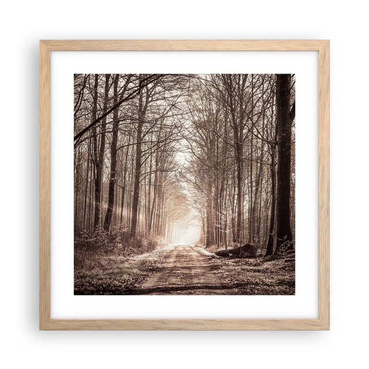 Plakát v rámu světlý dub - Lesní katedrála - 40x40 cm