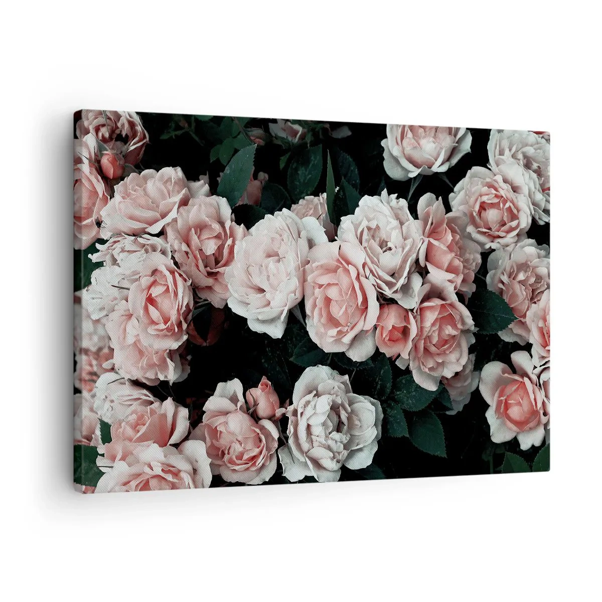 Obraz na plátně - Růžové růže na tmavém pozadí v decentní kompozici - 70x50cm - Růžový ansámbl - Moderní nástěnná dekorace do obývacího pokoje a ložnice ARTTOR