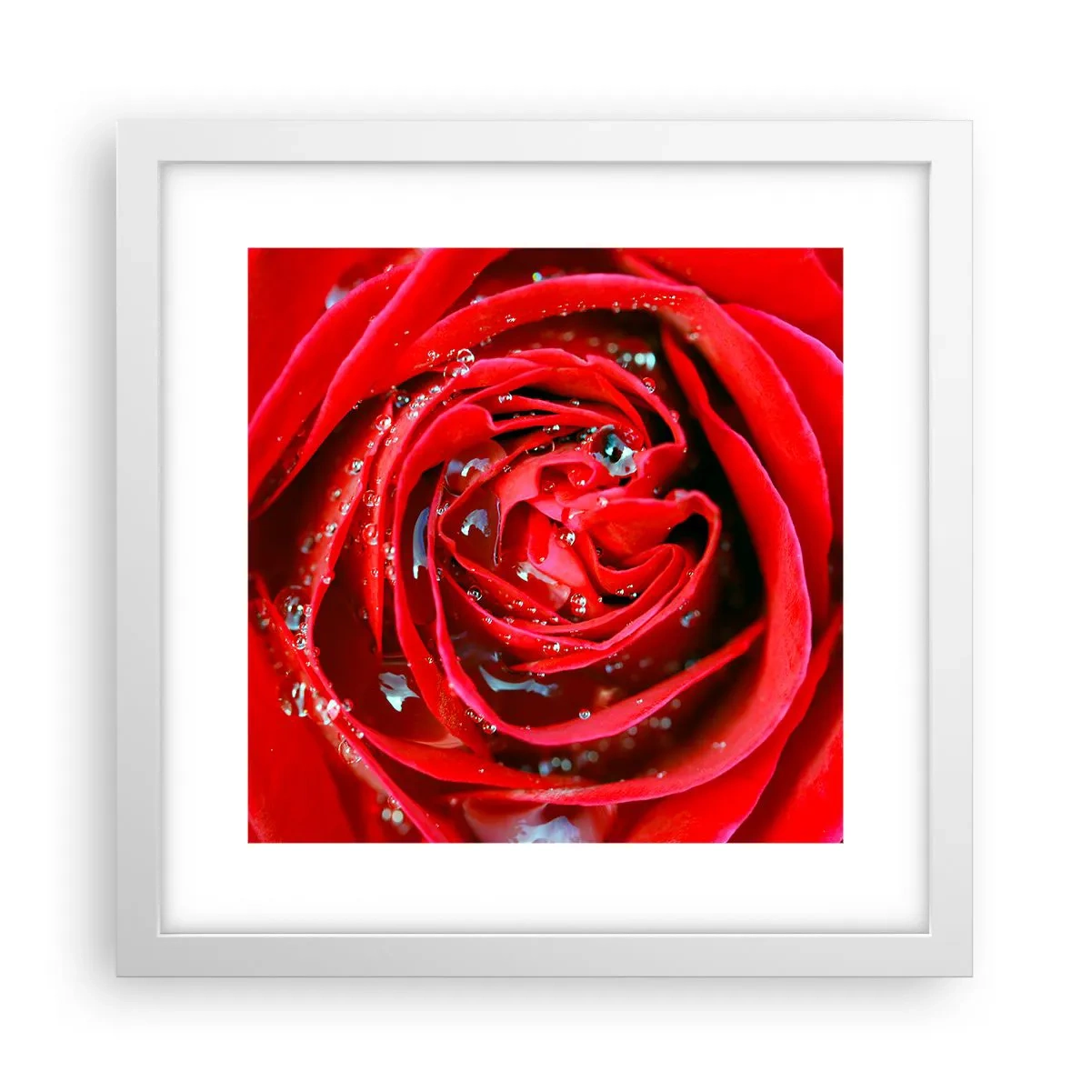Plakát v bílém rámu - V kapkách rosy - 30x30 cm