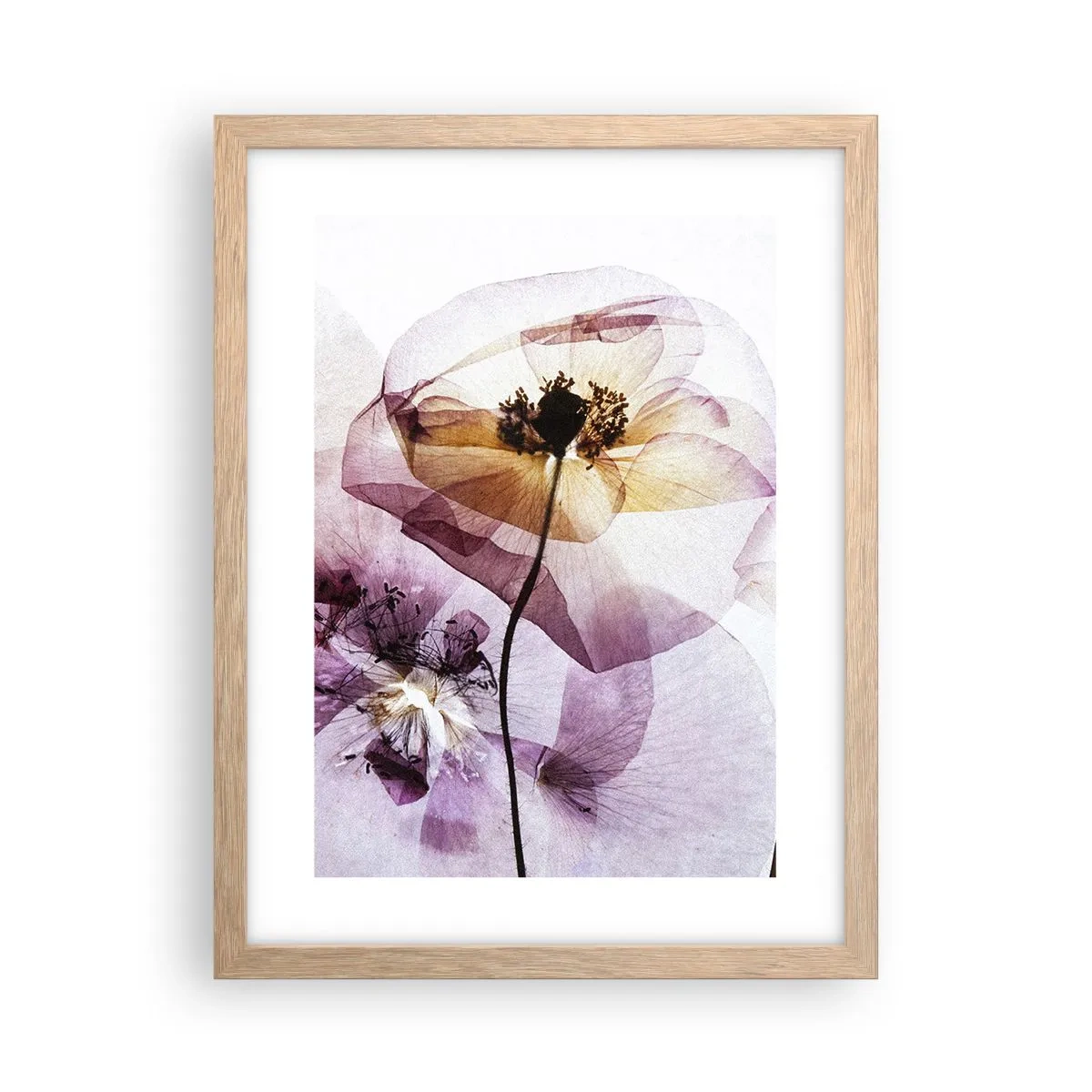 Plakát v rámu světlý dub - Průhledné těla květin - 30x40 cm