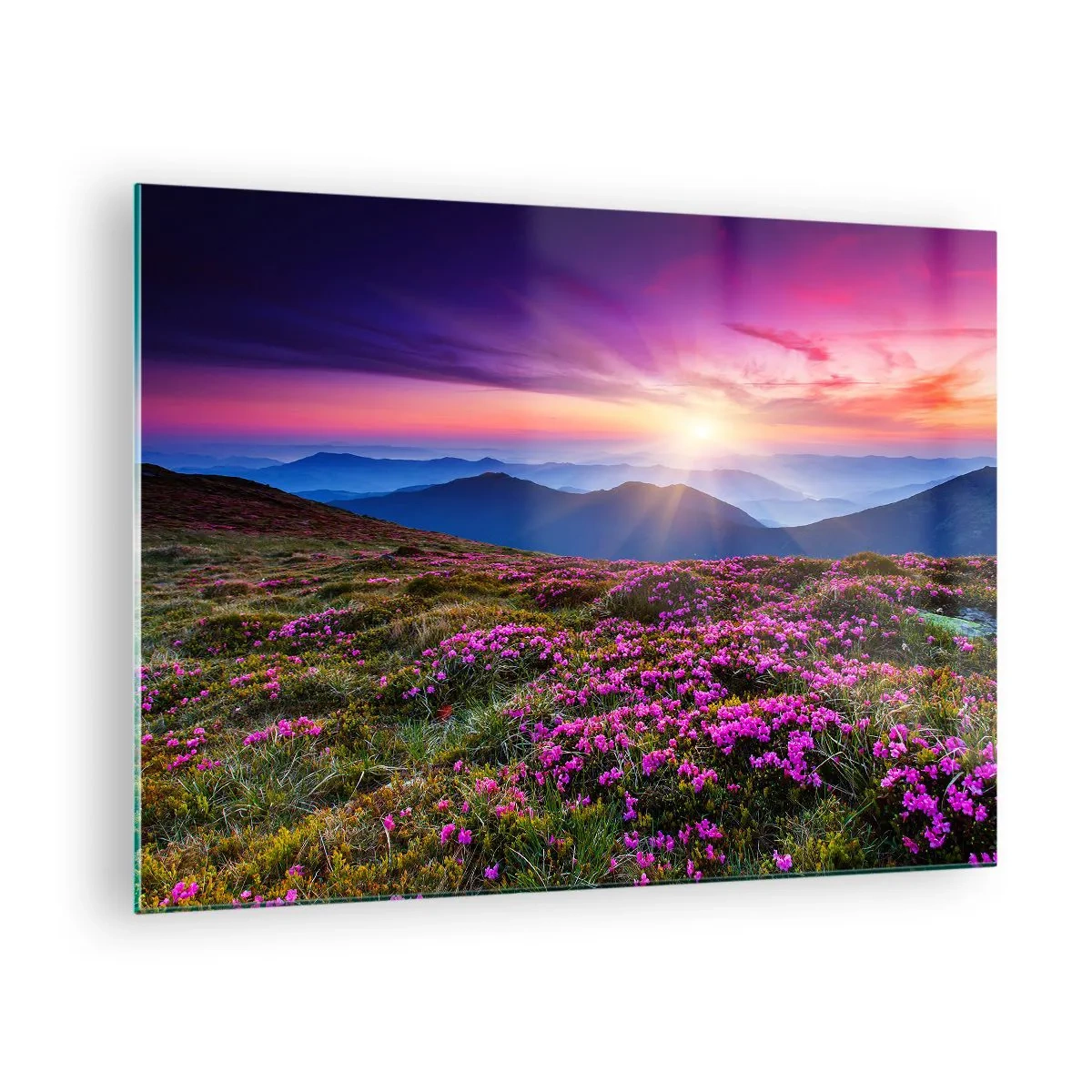 Obraz na skle - Horská krajina s vřesovištěm při západu slunce - 70x50cm - Zavoněly svěží pupeny bylinek z obilných polí - Moderní nástěnná dekorace do obývacího pokoje a ložnice ARTTOR