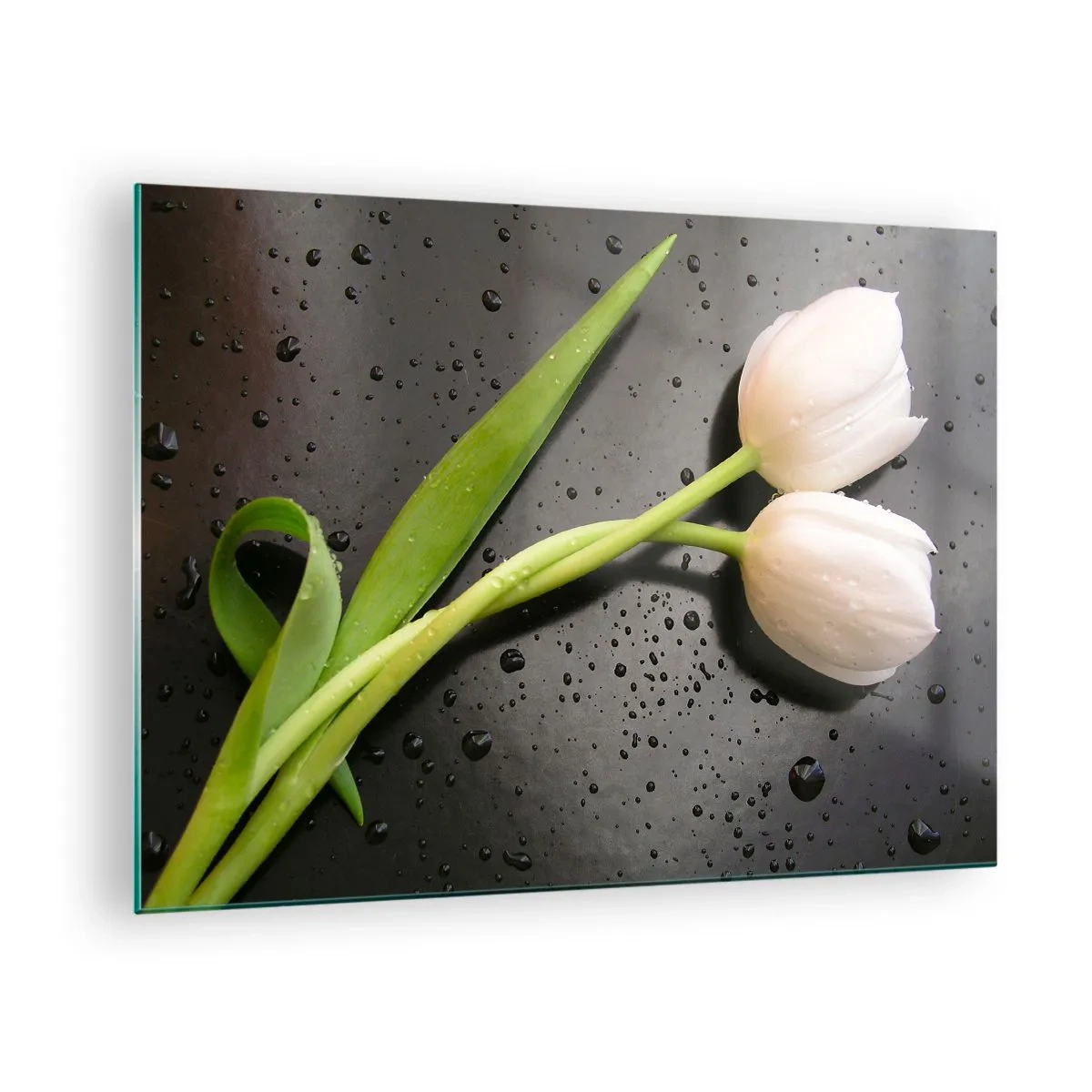 Obraz na skle - Bílé tulipány na pozadí s kapkami vody - 70x50cm - Jarní vazba - Moderní nástěnná dekorace do obývacího pokoje a ložnice ARTTOR