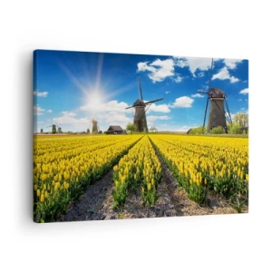 Obraz na plátně - Pole žlutých tulipánů s větrnými mlýny na obzoru - 70x50cm - Více nizozemský nemůže být - Moderní nástěnná dekorace do obývacího pokoje a ložnice ARTTOR