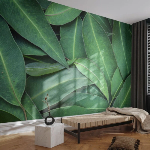 Fototapeta Premium Sand - Šťavnaté a svěží - Listy, Eukalyptus, Příroda - 100x70 cm