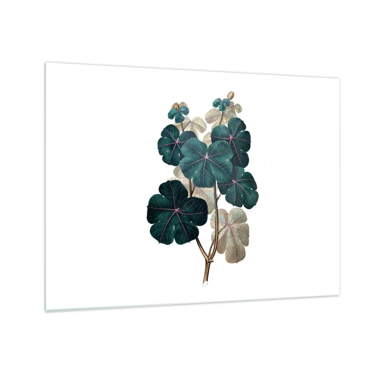 Obraz na skle - Botanická ilustrace zelených listů na bílém pozadí - 70x50cm - Ze starého herbáře - Moderní nástěnná dekorace do obývacího pokoje a ložnice ARTTOR