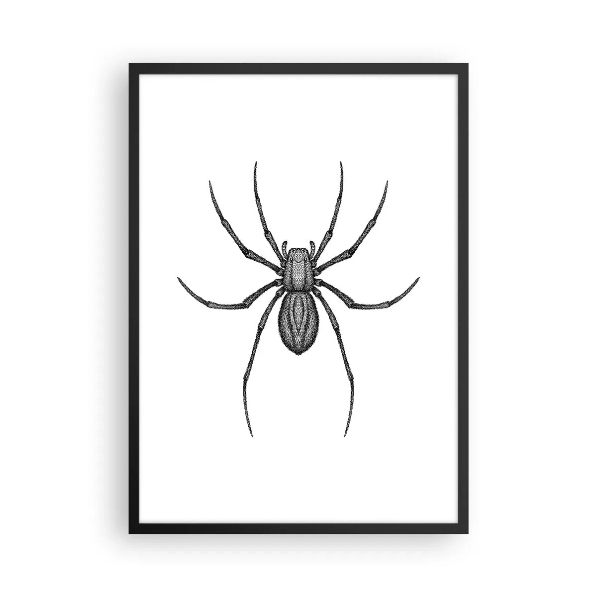 Plakát v černém rámu - Detailní ilustrace pavouka na bílém pozadí - 50x70cm - Znepokojivá přesnost - Moderní nástěnná dekorace do obývacího pokoje a ložnice ARTTOR