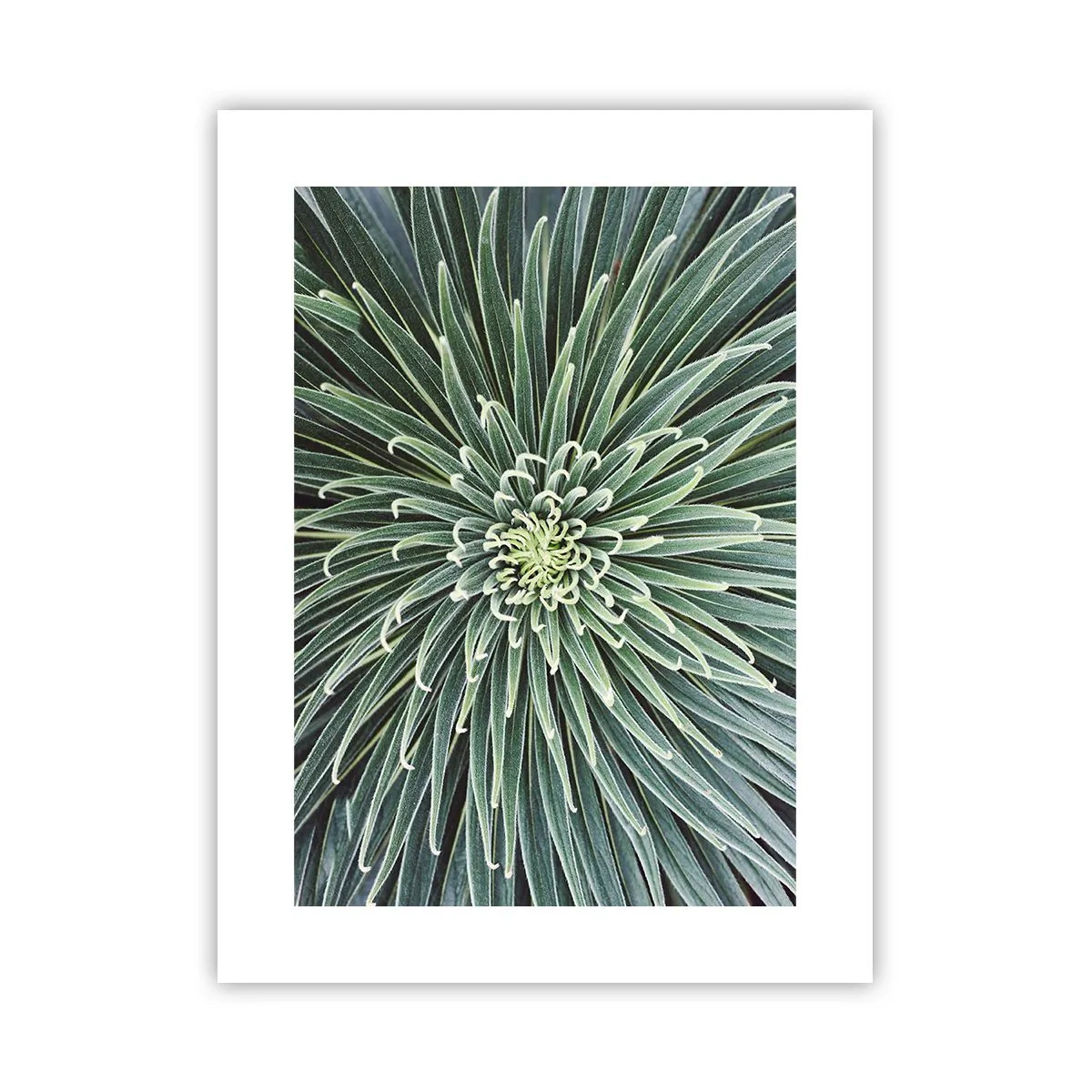 Plakát - Zrození hvězdy - 30x40 cm