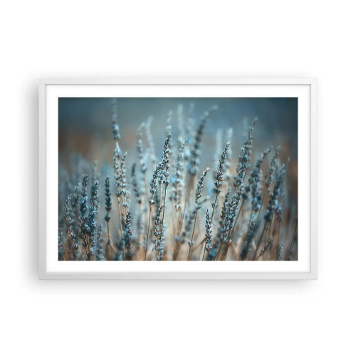 Plakát v bílém rámu - Voňavý lán - 70x50 cm
