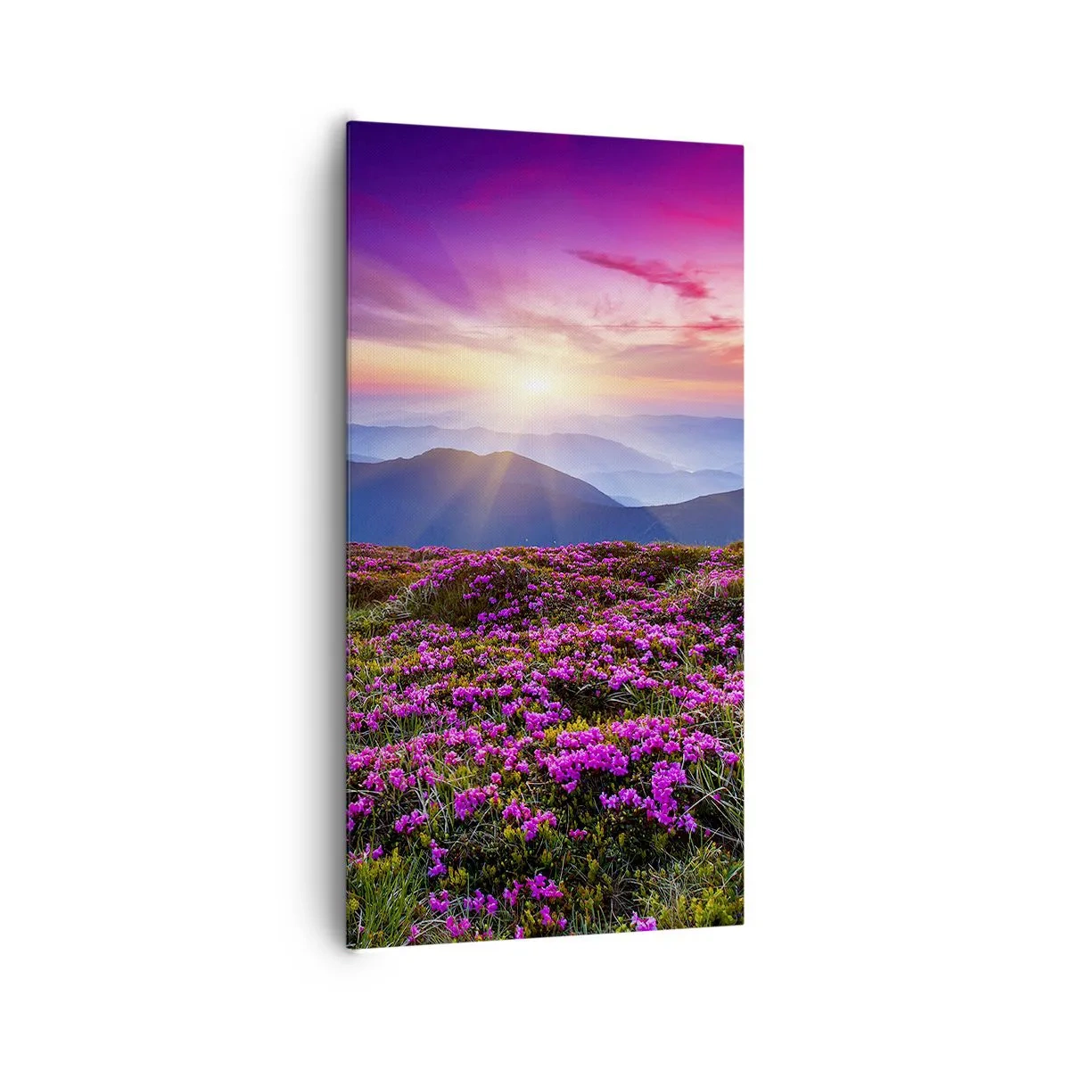 Obraz na plátně - Zavoněly svěží pupeny bylinek z obilných polí - 65x120 cm