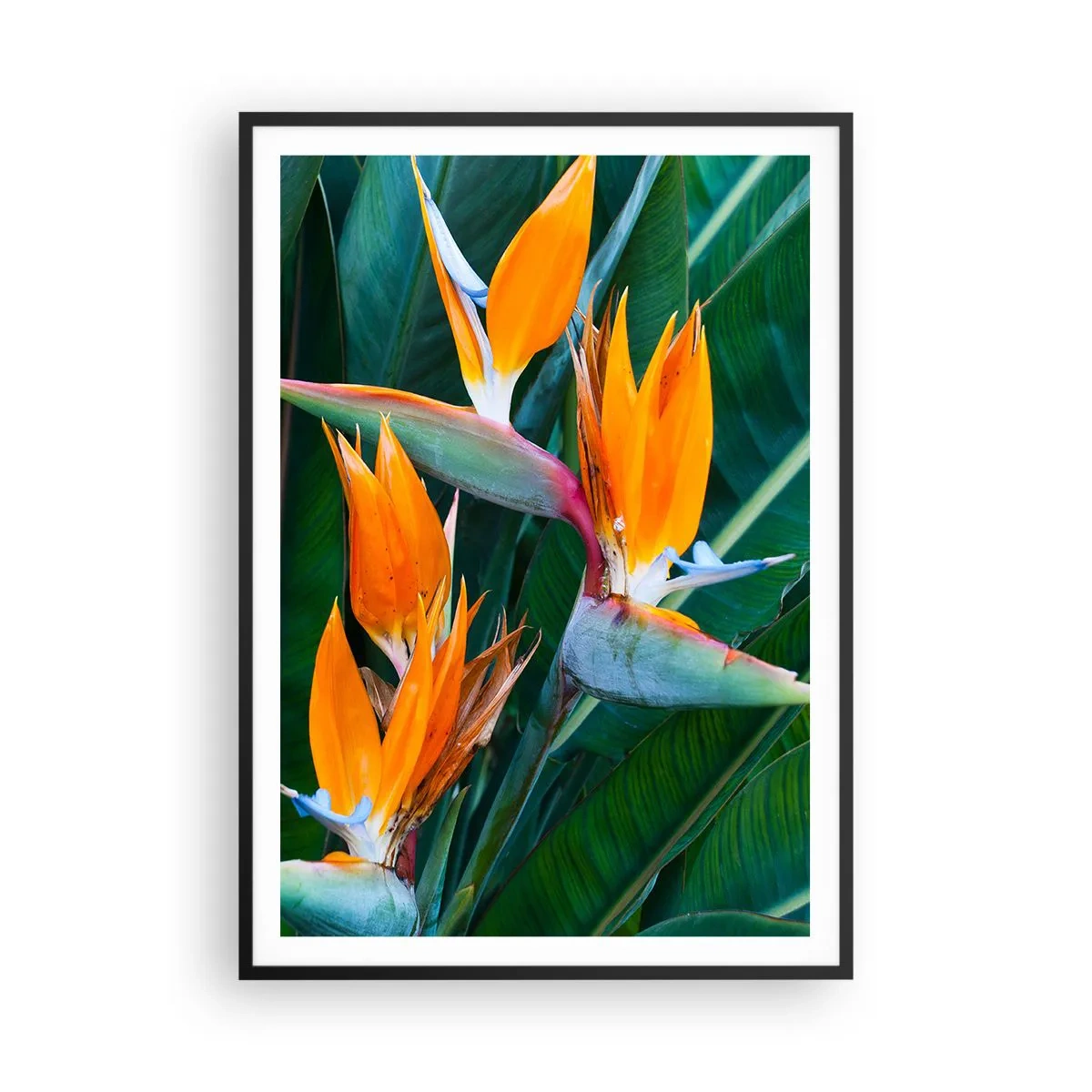 Plakát v černém rámu - Je to květina, nebo pták? - 70x100 cm