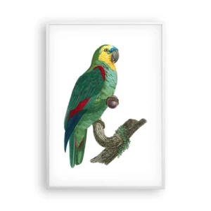 Plakát v bílém rámu - Portrét papouška - 70x100 cm