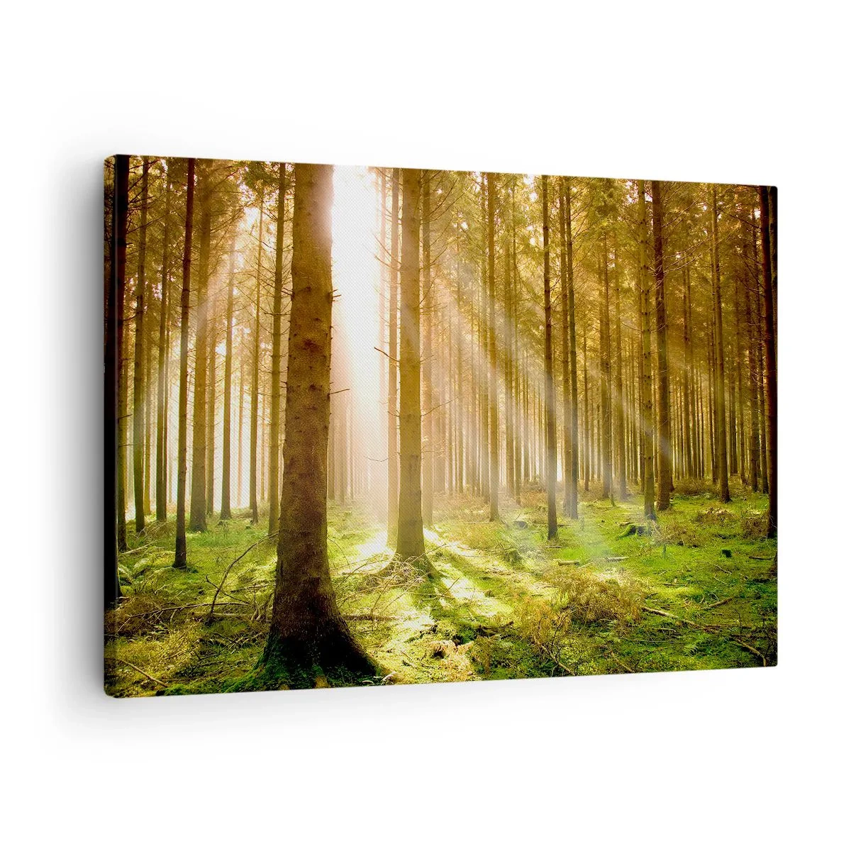 Obraz na plátně - Jehličnatý les se slunečními paprsky prosvítajícími skrz stromy - 70x50cm - Brzy se objeví elfové - Moderní nástěnná dekorace do obývacího pokoje a ložnice ARTTOR