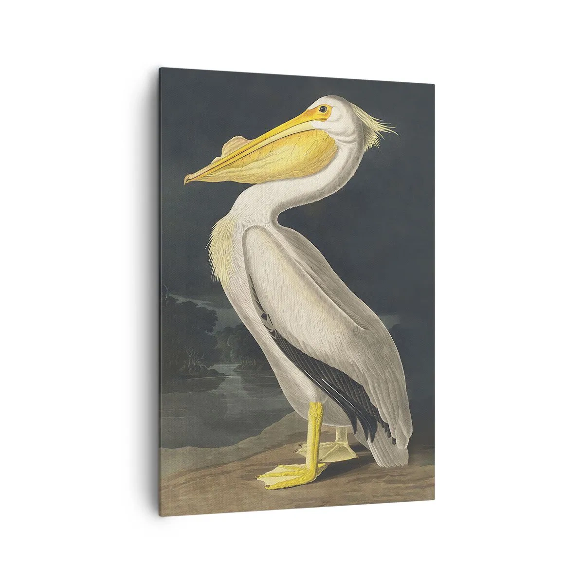 Obraz na plátně - Plný hrdosti - 70x100 cm