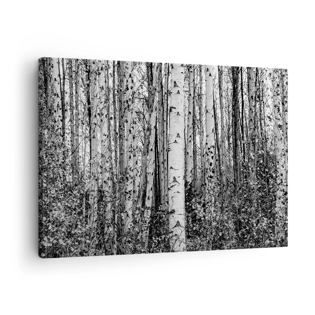 Obraz na plátně - Černé a bílé břízy v lese - 70x50cm - Březová kolonáda - Moderní nástěnná dekorace do obývacího pokoje a ložnice ARTTOR