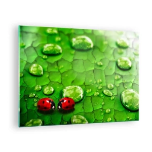 Obraz na skle - Dvě berušky na zeleném listu s kapkami vody - 70x50cm - Setkání v zeleni - Moderní nástěnná dekorace do obývacího pokoje a ložnice ARTTOR