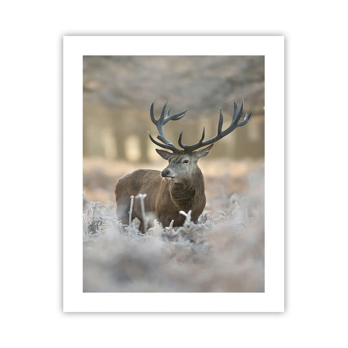 Plakát - Svěží ráno - 40x50 cm