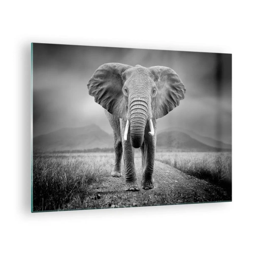 Obraz na skle - Slon na savaně v černé a bílé - 70x50cm - Hostitel vítá - Moderní nástěnná dekorace do obývacího pokoje a ložnice ARTTOR