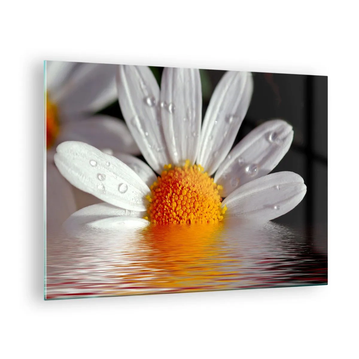 Obraz na skle - Sedmikráska s kapkami vody odrážejícími se ve vodě - 70x50cm - Vycházející slunce sedmikrásky - Moderní nástěnná dekorace do obývacího pokoje a ložnice ARTTOR