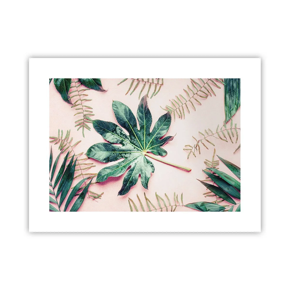 Plakát - Studie zelené na růžovém pozadí - 40x30 cm