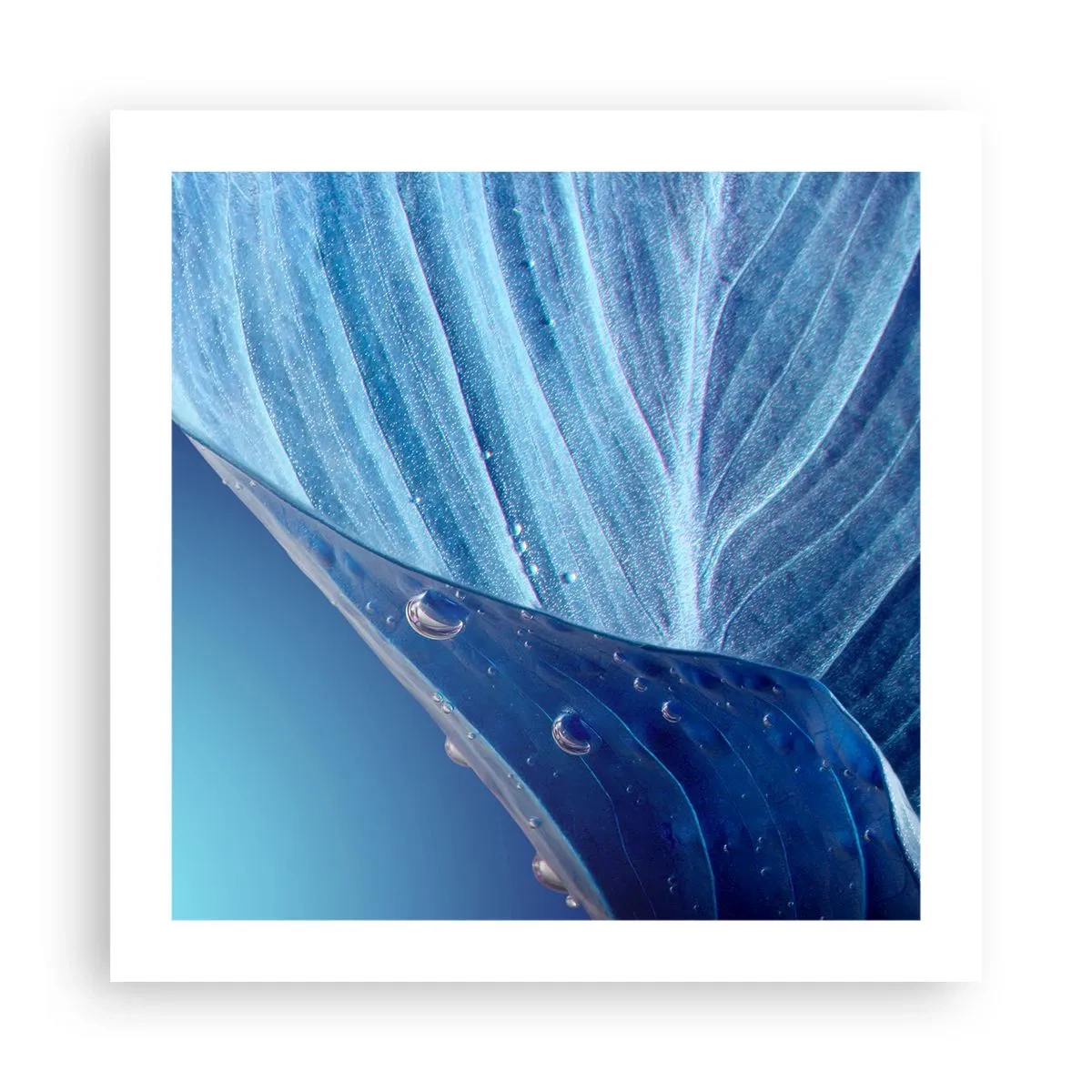 Plakát - Skryté kapky modři - 50x50 cm