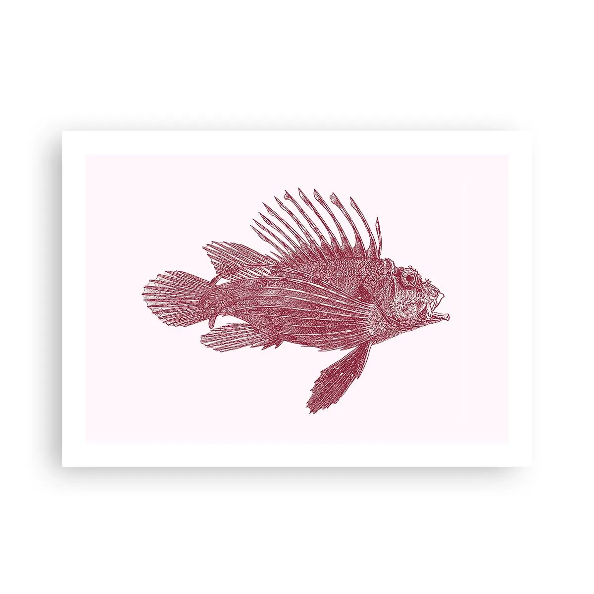 Plakát - Obyvatelka exotických vod - 70x50 cm