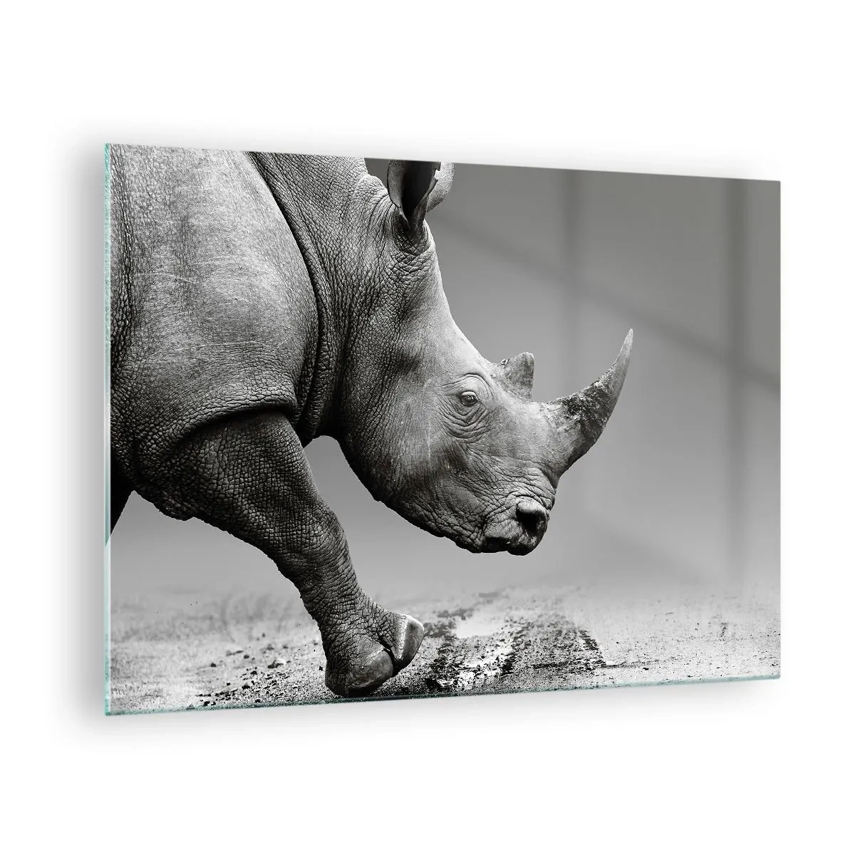 Obraz na skle - Nosorožec v pohybu na šedém pozadí - 70x50cm - Nezastavitelná síla - Moderní nástěnná dekorace do obývacího pokoje a ložnice ARTTOR