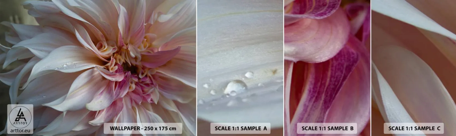 Fototapeta Vzorek Standard Eco - Kvetoucí svěžest - Květ, Jiřina, Rostlina - 100x30 cm