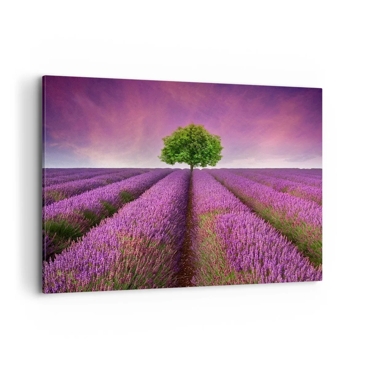 Obraz na plátně - Na levandulových polích - 100x70 cm