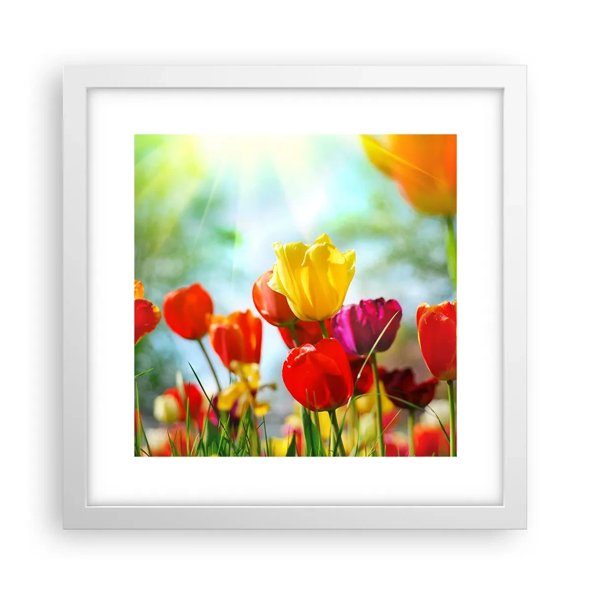 Plakát v bílém rámu - Všechny barvy slunce - 30x30 cm