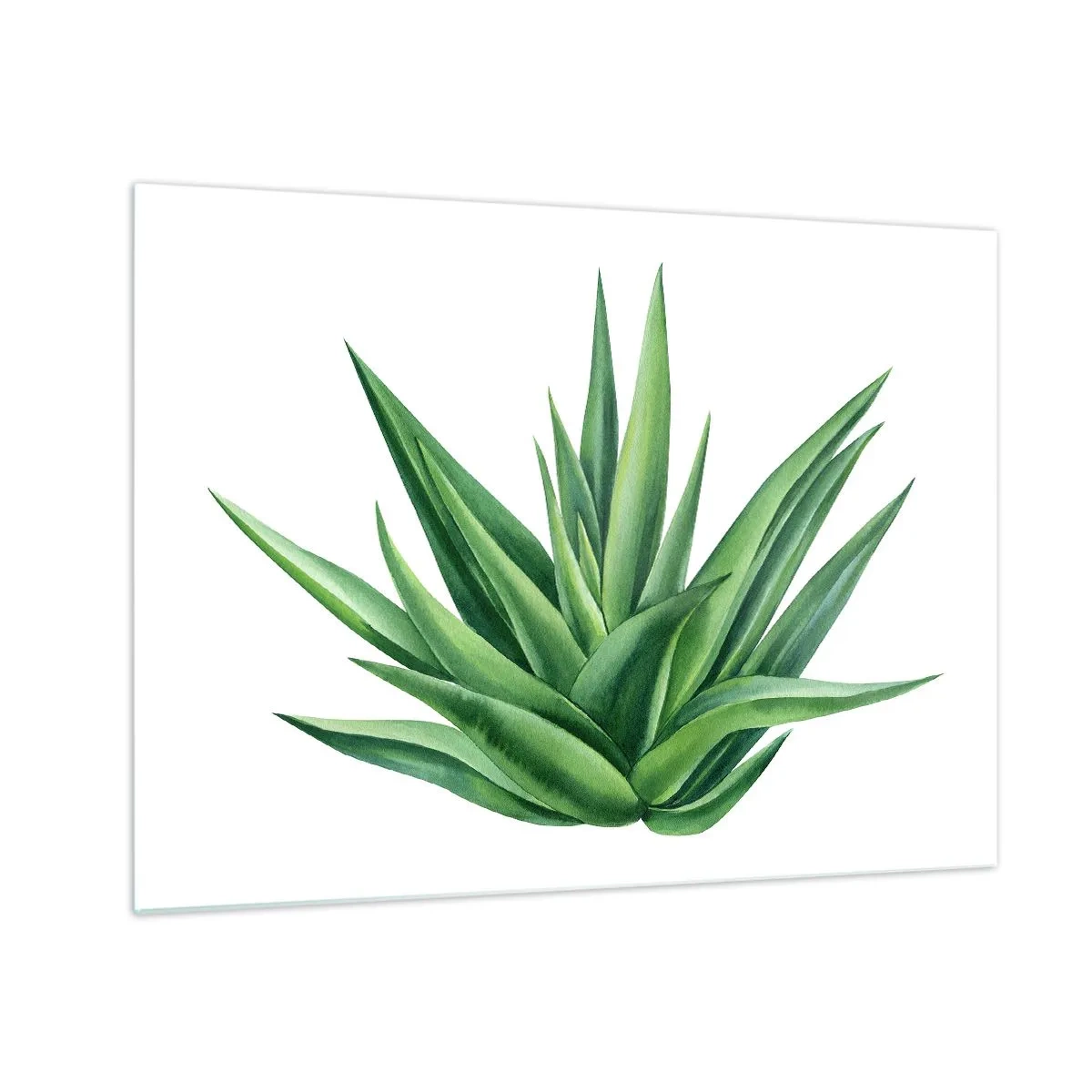 Obraz na skle - Zelená rostlina s dužnatými listy na bílém pozadí - 70x50cm - Zelená – síla – život - Moderní nástěnná dekorace do obývacího pokoje a ložnice ARTTOR