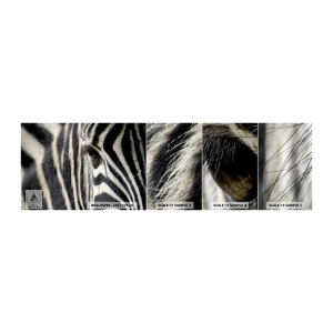 Fototapeta Vzorek Standard Eco - Portrét s pruhy - Zvířata, Žebra, Afrika - 100x30 cm