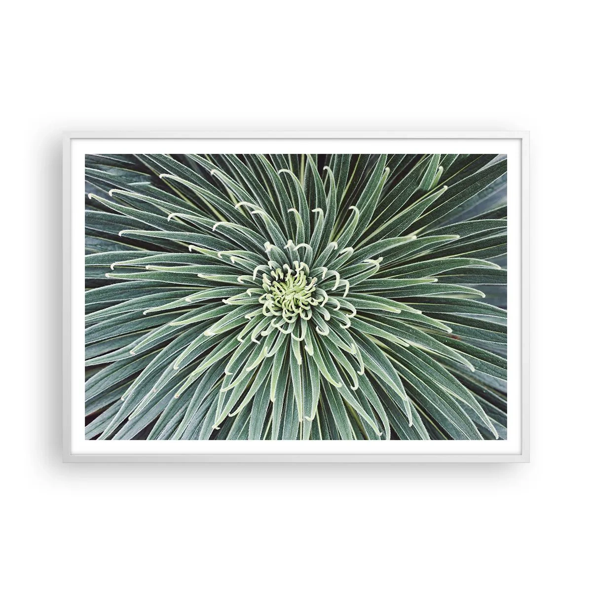 Plakát v bílém rámu - Zrození hvězdy - 100x70 cm