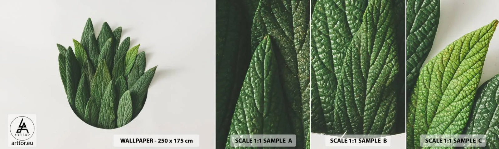 Fototapeta Vzorek Standard Eco - Neukojitelná zvědavost - Šalvěj, List šalvěje, Bylina - 100x30 cm