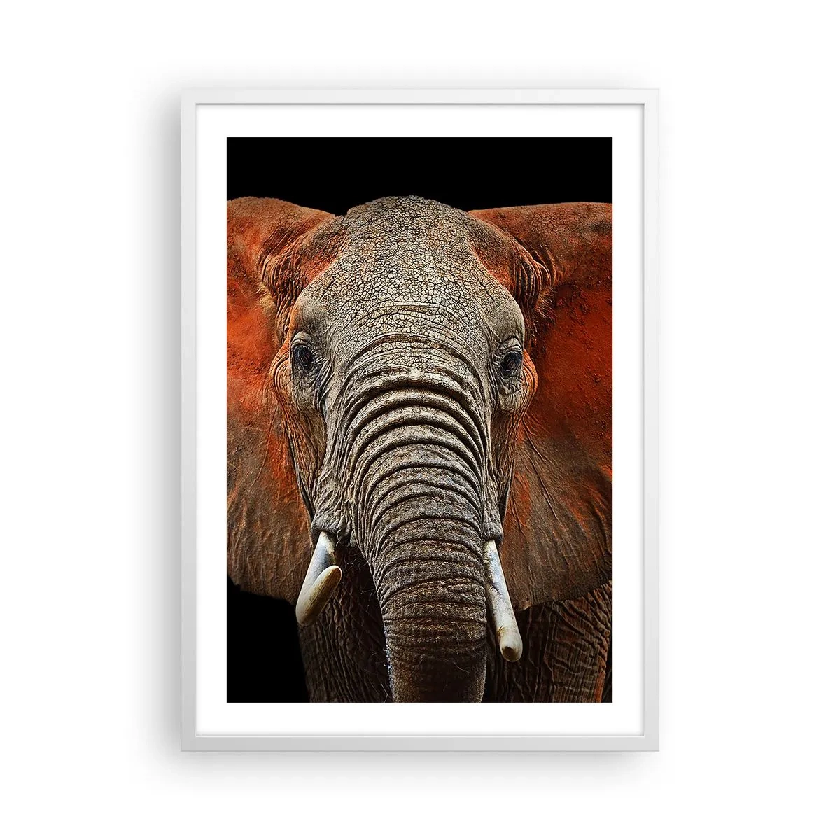 Plakát v bílém rámu - Jsem divoký, a ty? - 50x70 cm