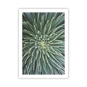 Plakát - Zrození hvězdy - 50x70 cm