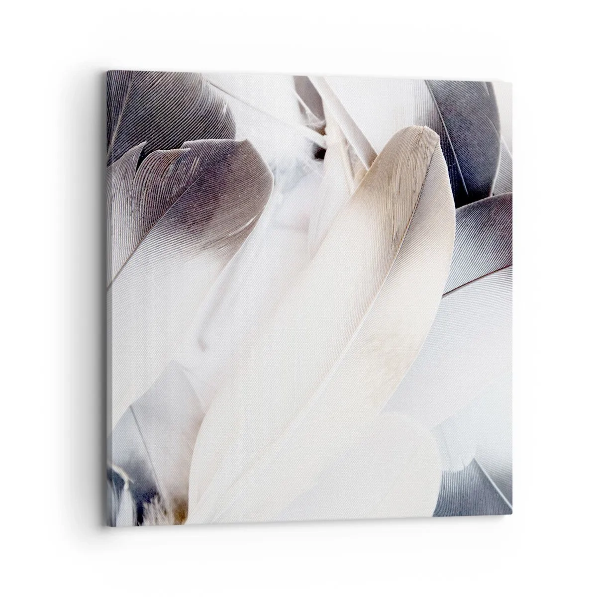 Obraz na plátně - Téměř andělské - 70x70 cm