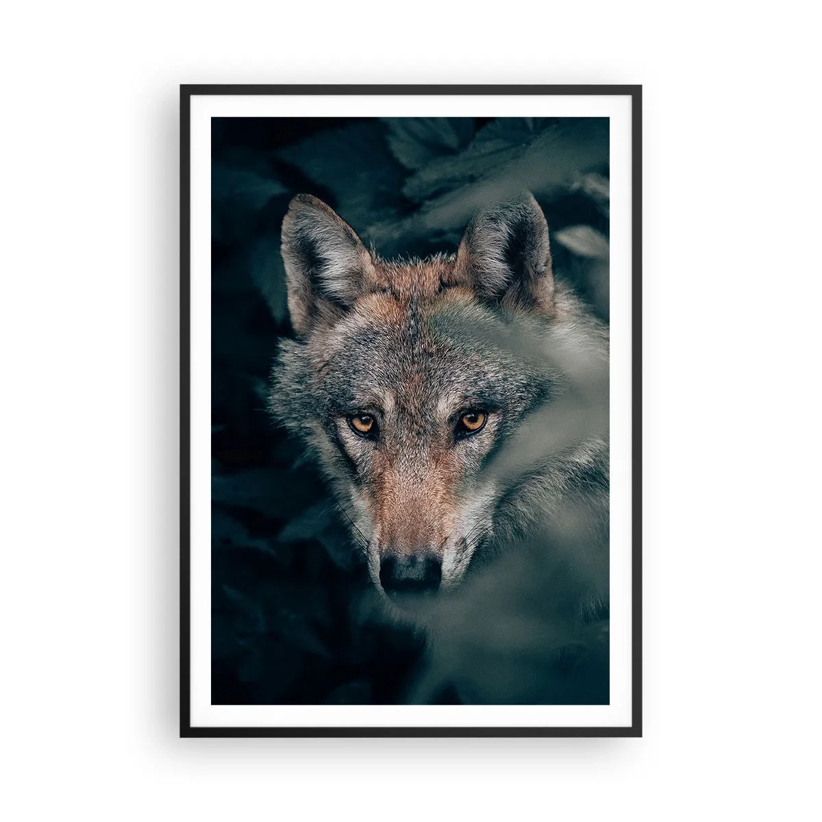 Plakát v černém rámu - Predátor - 70x100 cm