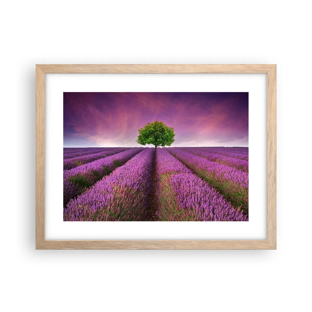 Plakát v rámu světlý dub - Na levandulových polích - 40x30 cm