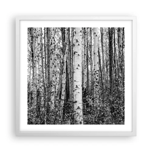 Plakát v bílém rámu - Březová kolonáda - 50x50 cm
