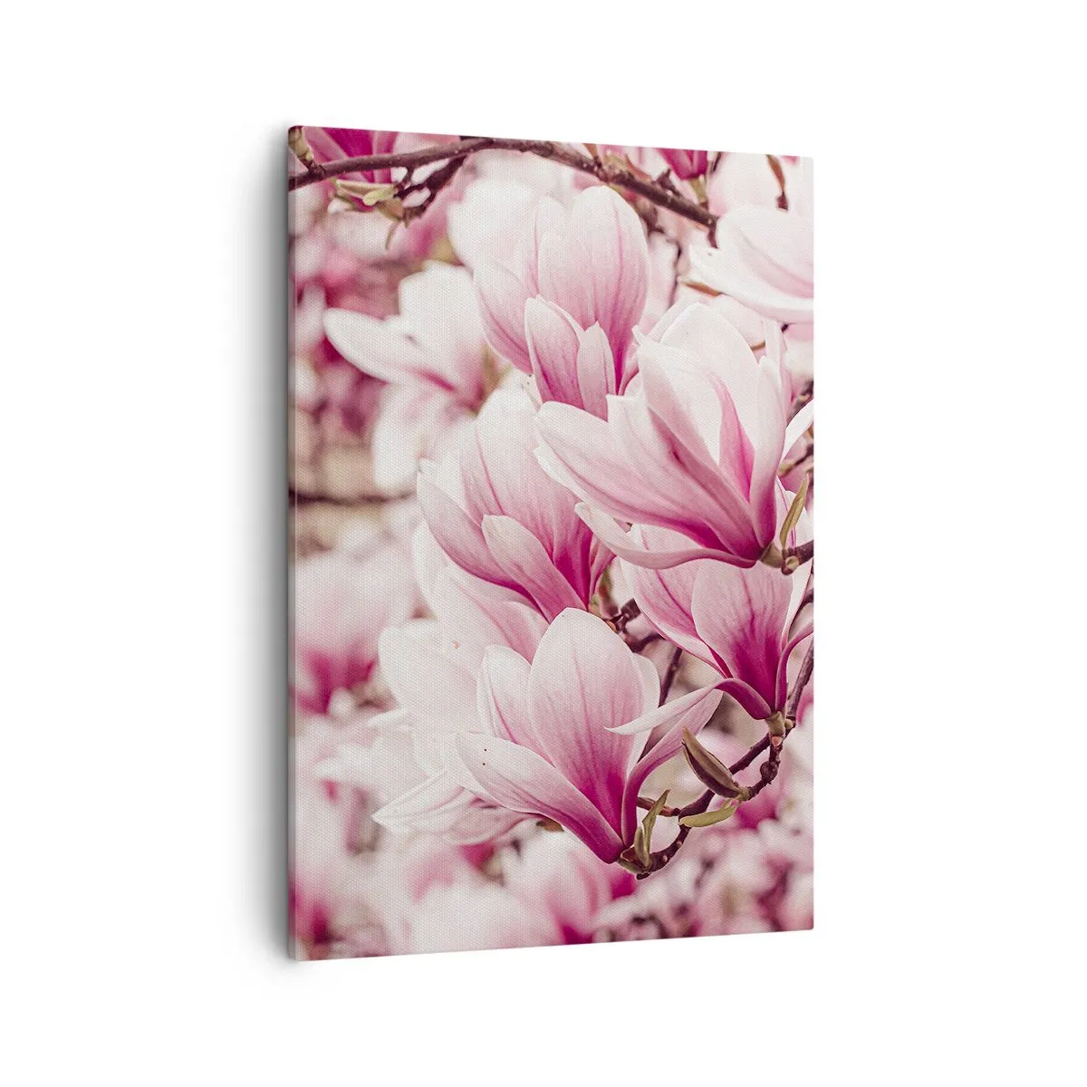 Obraz na plátně - Jaro je růžové - 50x70 cm