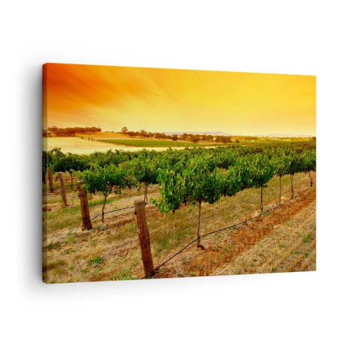 Obraz na plátně - Vinice na plantáži při zlatavém západu slunce - 70x50cm - Napít se slunce - Moderní nástěnná dekorace do obývacího pokoje a ložnice ARTTOR
