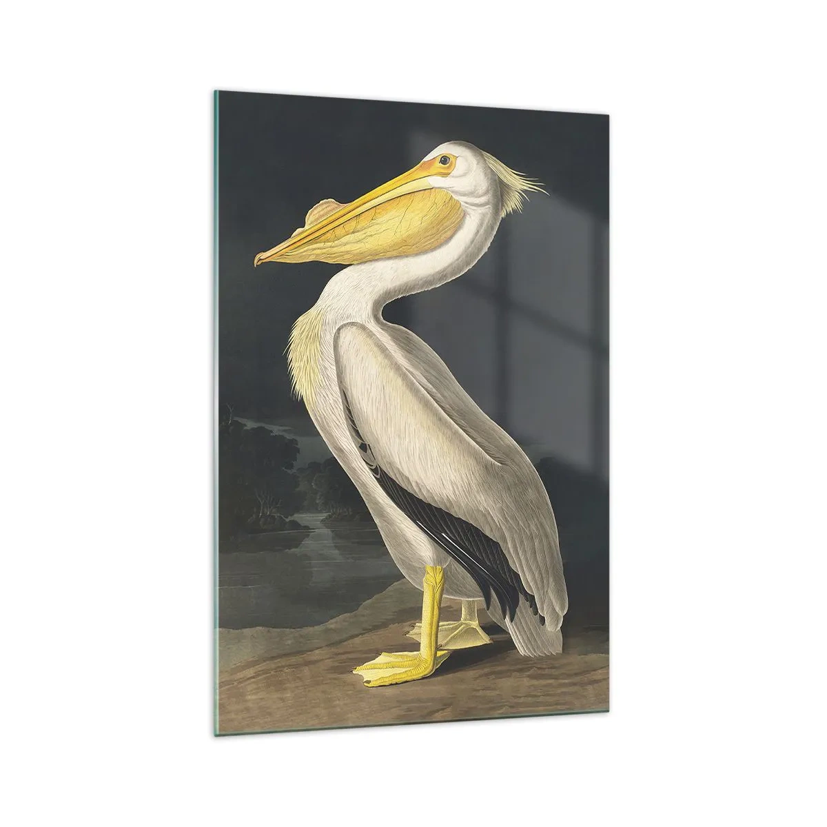 Obraz na skle - Plný hrdosti - 70x100 cm