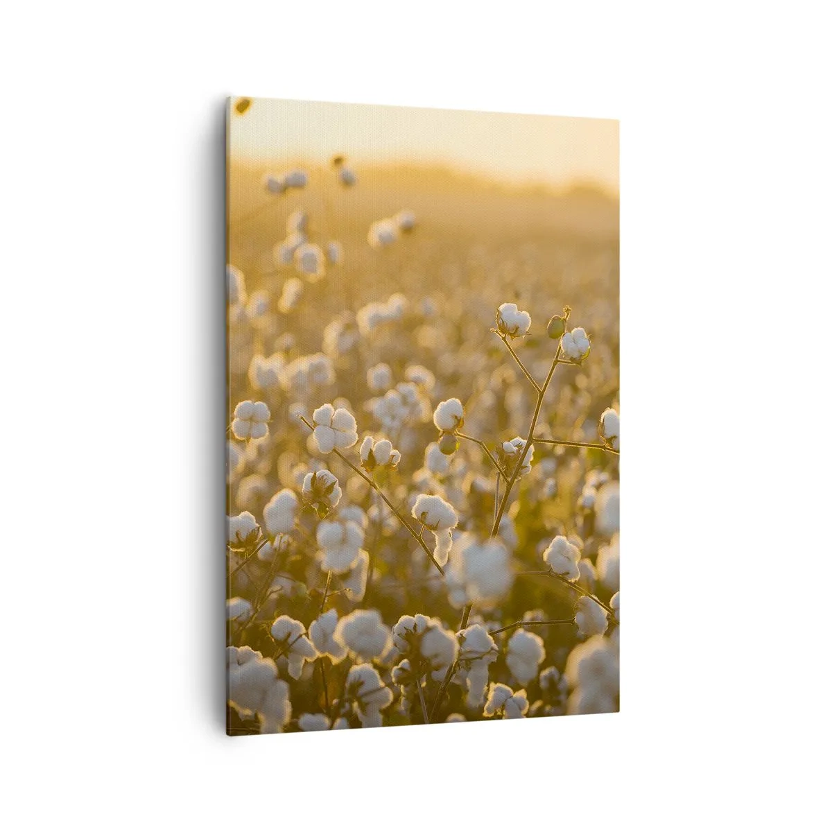 Obraz na plátně - Chlupaté pole - 70x100 cm