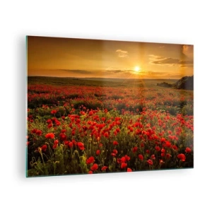 Obraz na skle - Makové pole ozářené paprsky zapadajícího slunce - 70x50cm - Mezi vlnami šumících luk, mezi záplavou květů - Moderní nástěnná dekorace do obývacího pokoje a ložnice ARTTOR