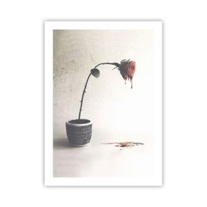 Plakát - Rosa dolorosa - 50x70 cm