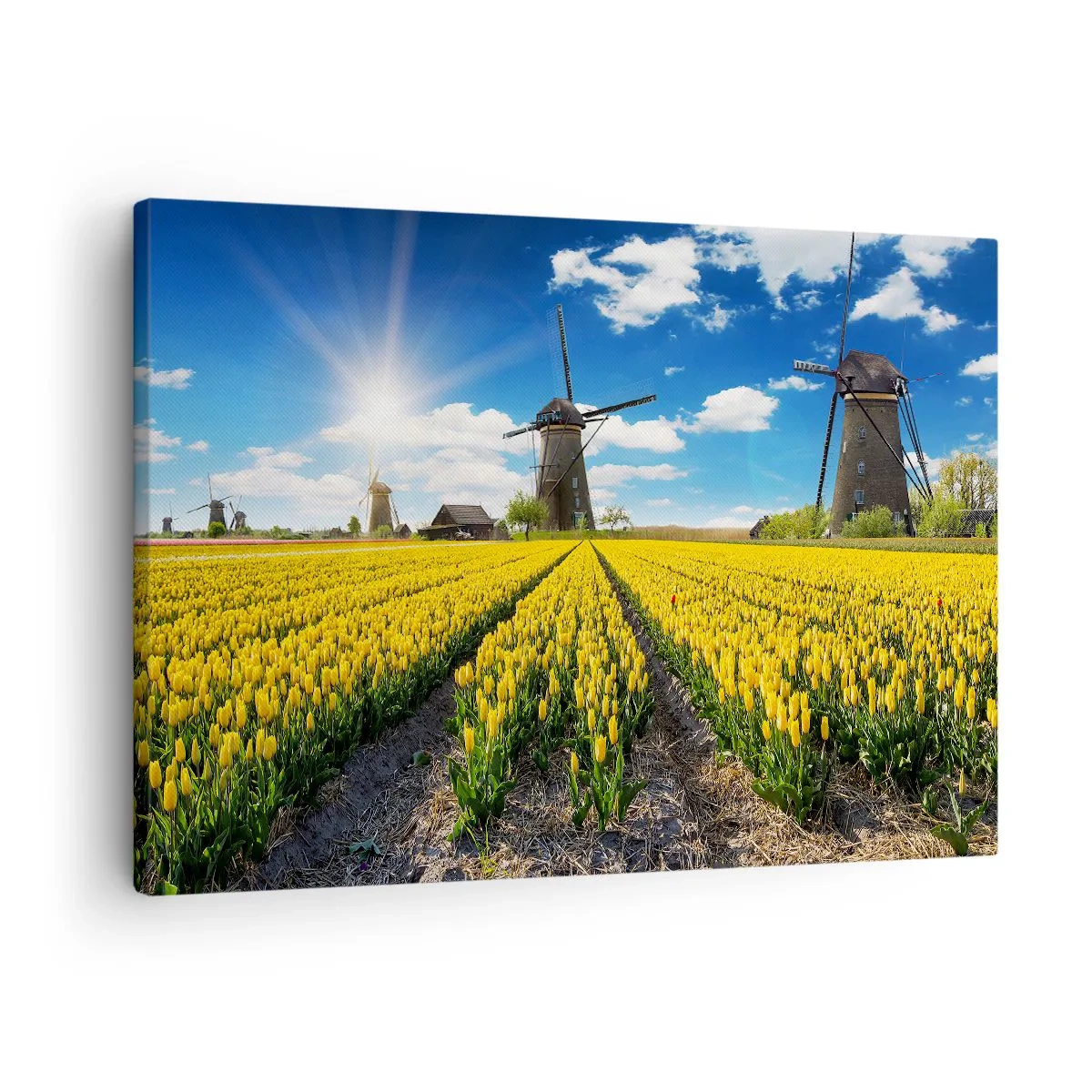 Obraz na plátně - Pole žlutých tulipánů s větrnými mlýny na obzoru - 70x50cm - Více nizozemský nemůže být - Moderní nástěnná dekorace do obývacího pokoje a ložnice ARTTOR