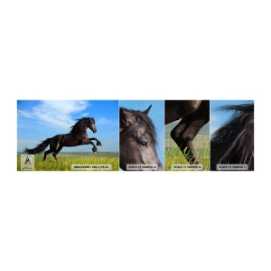 Vzor Fototapety Premium Canvas - Strhující manifest svobody - Zvířata, Kůň, Krajina - 100x30 cm