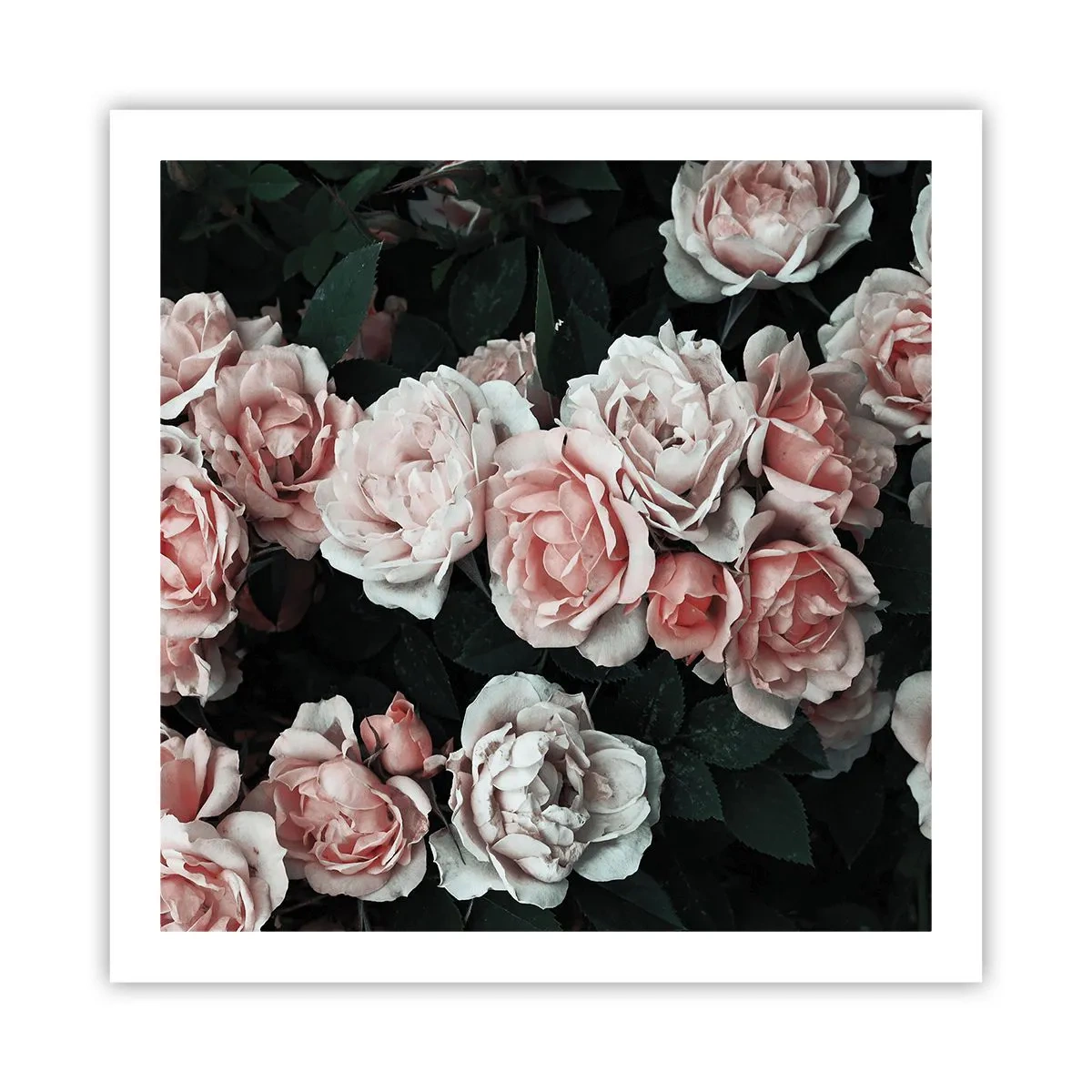 Plakát - Růžový ansámbl - 60x60 cm
